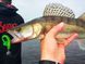 Віброхвіст Lucky John Minnow 3,3 Electric Minnow 7шт (140143-T18) 140143-T18 фото 4