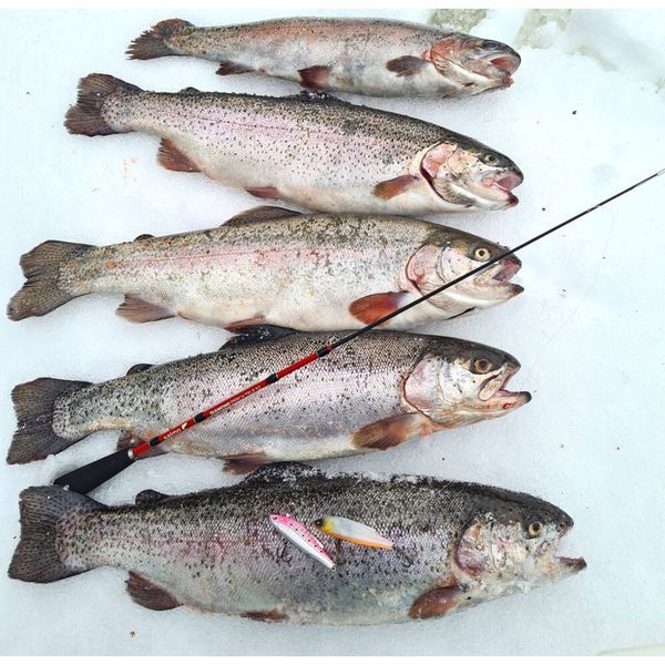 Удилище телеск. зим. Salmo Diamond PERCH TELE 52см 433-01 фото