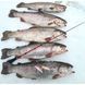 Удилище телеск. зим. Salmo Diamond PERCH TELE 52см 433-01 фото 3